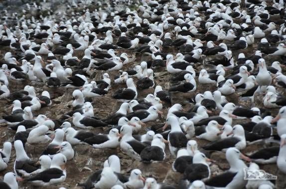 A maior colônia de albatrozes-de-sobrancelha do mundo, em Steeple Jason, no noroeste das Ilhas Malvinas